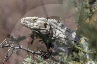 Adult San Esteban spiny-tailed iguana, Ctenosaura conspicuosa, in shrub, Baja California, Mexico.