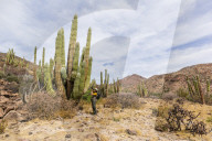 Photographer with Mexican giant cardon, Pachycereus pringlei, Isla San Esteban, Baja California, Mexico.