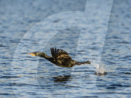 Adult double-crested cormorant, Phalacrocorax auritus, in flight on the Homosassa River, Florida, USA.