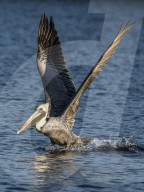 Adult brown pelican, Pelecanus occidentalis, taking flight on the Homosassa River, Florida, USA.