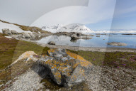 Elegant lichens cover the rocks at GnÃ¥lnodden, Hornsund, Spitsbergen, Norway.