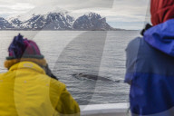 Adult blue whale, Balaenoptera musculus, sub-surface feeding off the western coast of Spitsbergen, Svalbard Archipelago, Norway.