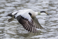 Drake common eider, Somateria mollissima, in flight in breeding plumage, Longyearbyen, Spitsbergen, Norway.