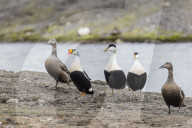 King eider, Somateria spectabilis, drake amongst common eider, Somateria mollissima, in Longyearbyen, Spitsbergen, Norway.