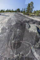 Animal forms in the 9,000 year old ground and polished stone age rock art at Leiknes, Norway.