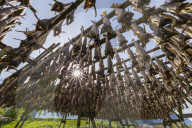 Split cod fish drying in the sun on wooden racks in the town of Reine, Lofoten Islands, Norway.