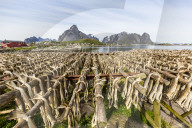 Split cod fish drying in the sun on wooden racks in the town of Reine, Lofoten Islands, Norway.