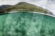 Blooming moon jellyfish, Aurelia aurita, Pond Island in Kelp Bay, Baranof Island, southeast Alaska, USA.