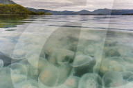 Blooming moon jellyfish, Aurelia aurita, Pond Island in Kelp Bay, Baranof Island, southeast Alaska, USA.