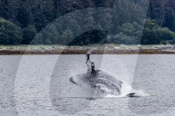 Humpback whale, Megaptera novaeangliae, breaching near the Glass Peninsula, southeast Alaska, USA.