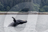 Humpback whale, Megaptera novaeangliae, breaching near the Glass Peninsula, southeast Alaska, USA.