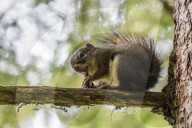 An adult American red squirrel, Tamiasciurus hudsonicus, on Chichagof Island, Alaska, USA.