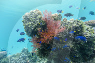 Beautiful soft coral on the island of Vanua Balavu, Northern Lau Group, Republic of Fiji.