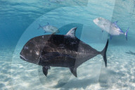 Giant trevally, Caranx ignobilis, at One Foot Island, Aitutaki, Cook Islands.