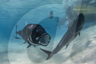 Giant trevally, Caranx ignobilis, at One Foot Island, Aitutaki, Cook Islands.