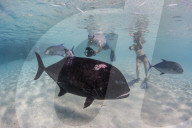 Giant trevally, Caranx ignobilis, with photographer at One Foot Island, Aitutaki, Cook Islands.