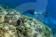 Snorkeling the pristine reefs on the remote Island of Alofi in The French Territory of Wallis and Futuna Islands.