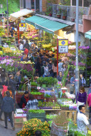 Chinese New Year Flower Market, Hong Kong, China, South East Asia