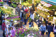 Chinese New Year Flower Market, Hong Kong, China, South East Asia