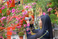 Cherry Blossom Trees With Lai See Red Envelopes For Chinese New Year, Hong Kong, China, South East Asia