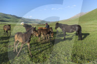 Kyrgyz breeder with his horses, Song Kol Lake, Naryn province, Kyrgyzstan, Central Asia
