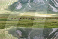 Horses in front of a mountain reflecting in water, Naryn gorge, Naryn Region, Kyrgyzstan
