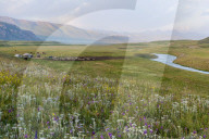 Wildflowers and Yurt settlement, Naryn Gorge, Naryn Region, Kyrgyzstan
