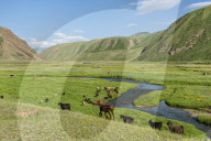 Goat herd grazing along a mountain river, Naryn gorge, Naryn Region, Kyrgyzstan