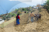 Nepalese couple working in a terrace field, Dhampus Mountain village, Nepal