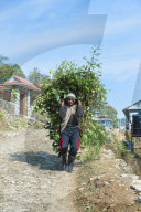 Nepalese Farmer carrying a full load of branches on his back, Dhampus Mountain village, Nepal