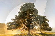 Rays of sun shine through Autumn (Fall) mist, backlighting a copse of trees, Chatsworth Park, Chesterfield, Derbyshire, England