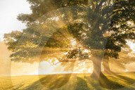 Rays of sun shine through Autumn (Fall) mist, backlighting a copse of trees, Chatsworth Park, Chesterfield, Derbyshire, England