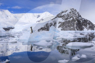 Gentoo penguin on an iceberg reflected in calm waters of sunny Neko Harbour, mountain and glacier backdrop, Antarctica
