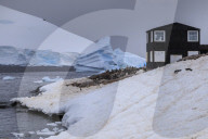 Gentoo penguin colony, blue icebergs and glacier, Chilean Gonzalez Videla Station, Waterboat Point, Paradise Bay, Antarctica
