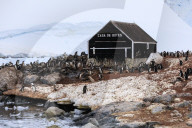 Gentoo penguin (Pygoscelis papua) colony, boat hut of Chilean Gonzalez Videla Station, Waterboat Point, Paradise Bay, Antarctica