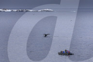 Humpback Whale (Megaptera novaeangliae) fluke, watched by tourists in zodiac, Torgersen Island, Antarctic Peninsula, Antarctica