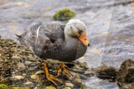 Falkland Flightless Steamerduck (Tachyeres brachypterus) on sea shore, Stanley Harbour, Port Stanley, Falkland Islands