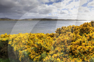Yellow flowering gorse (ulex), distant mountains, good weather, The Narrows, Stanley Harbour, Port Stanley, Falkland Islands