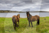 Windswept pair of horses, distant mountains, the sea, The Narrows, Stanley Harbour, Port Stanley, Falkland Islands