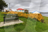 Attractive Victory Green, flowering gorse, church, waterfront, Stanley, Port Stanley, East Falkland, Falkland Islands