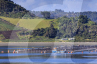 Salmon and mussel aquaculture, rolling hills and trees, Castro inlet, Isla Grande de Chiloe, Chilean Lake District, Chile