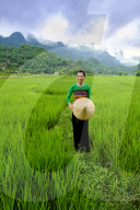 Asia, Vietnam, Mai Chau, local White Tai indigenous woman in traditional clothing standing in rice fields