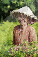 Woman in a conical hat harvesting chilli peppers in a field in rural Kampot