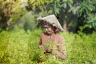 Woman in a conical hat harvesting chilli peppers in a field in rural Kampot