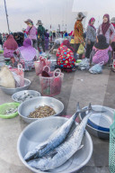 Morning fish market on the banks of the Preaek Tuek Chhu River in Kampot town