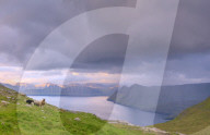Sheep, Funningur fjord, Eysturoy Island, Faroe Islands, Denmark