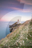 Wild flowers with Baily Lighthouse in the background, Howth, County Dublin, Ireland