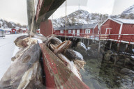 Hanging stockfish to dry out, Nusfjord, Lofoten Islands, Norway