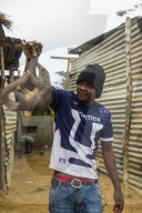Pangolin (Pholidota) captured and for sale along a highway in Kwanza Norte, Angola