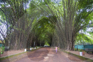 Bamboo forest in Abidjan, Ivory coast